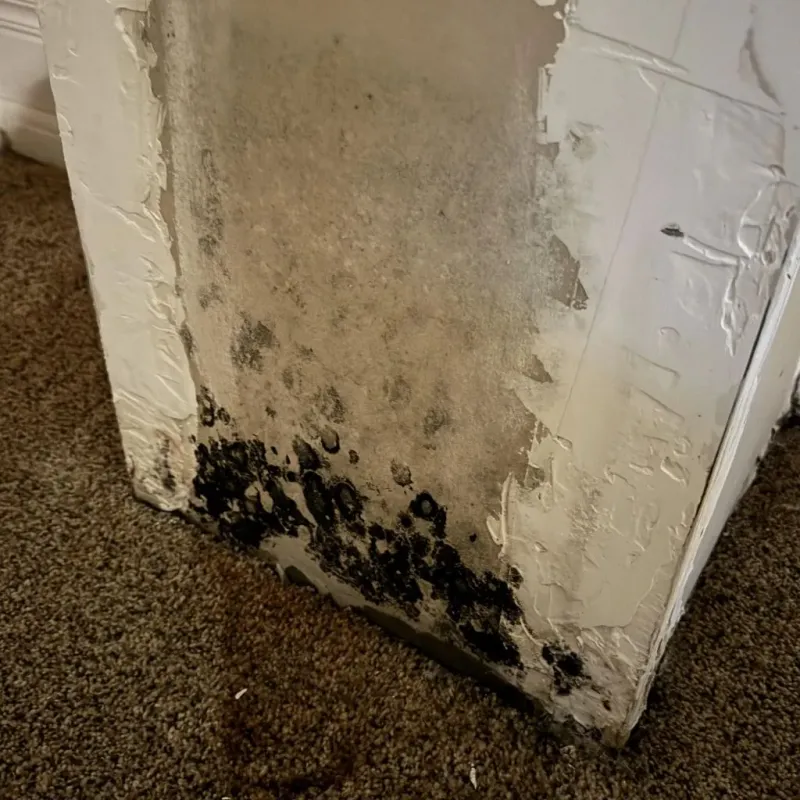 Professional Mold Removal in Calhoun City, MS